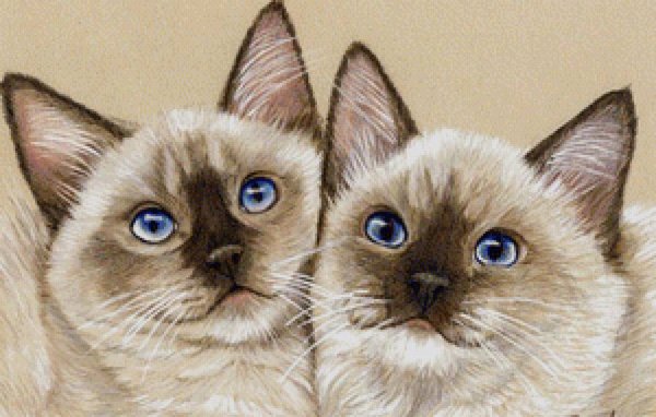 Коты цветными карандашами