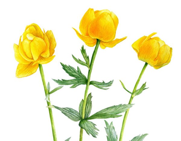 Италмас цветок