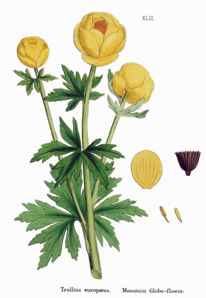 Купальница Ботаническая иллюстрация