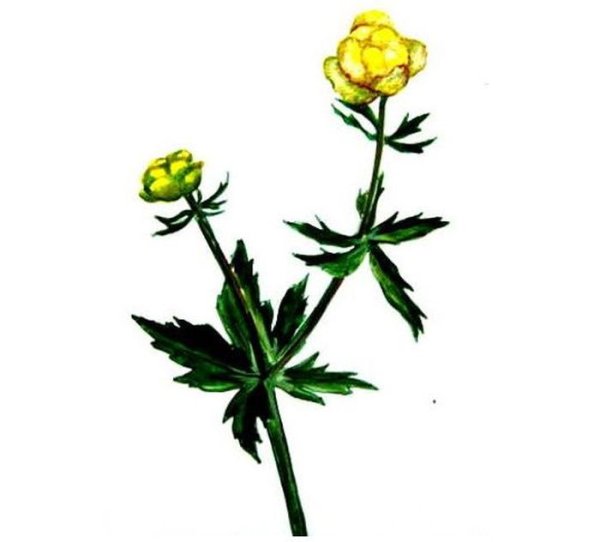 Купальница европейская