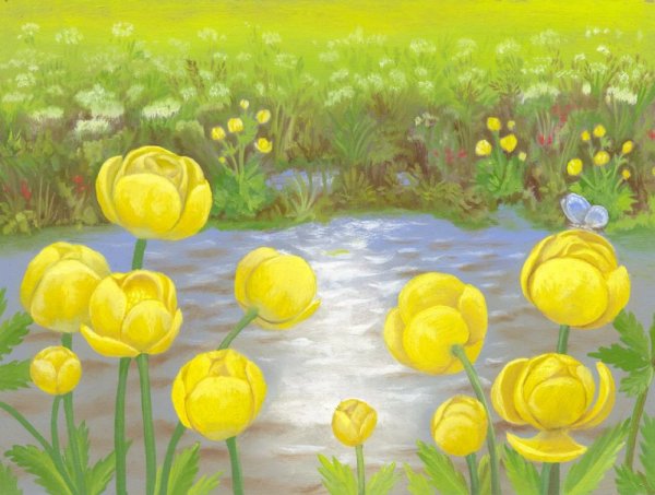 Купальница цветок раскраска