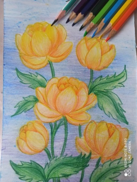 Купальница европейская иллюстрация