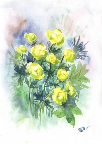 Купальница европейская