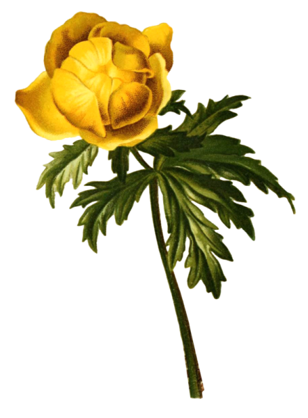 Купальницы в живописи пейзажа