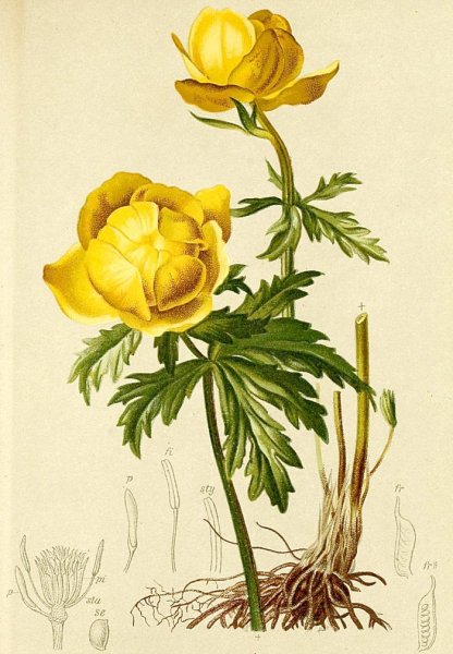 Аппликация Италмас