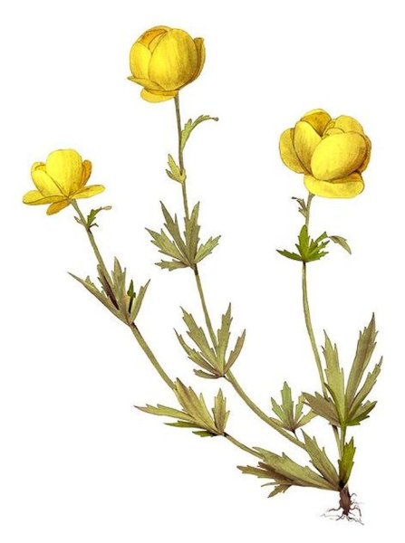 Италмас купальница европейская