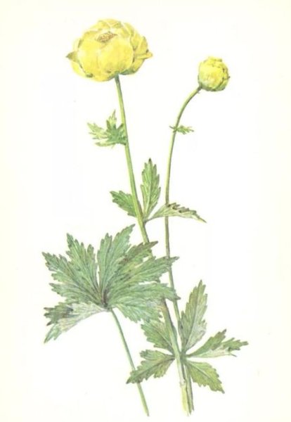 Купальница азиатская Ботаническая иллюстрация