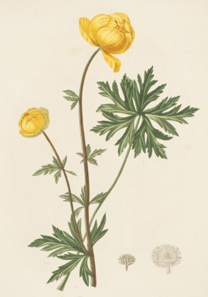 Купальница европейская Ботаническая иллюстрация