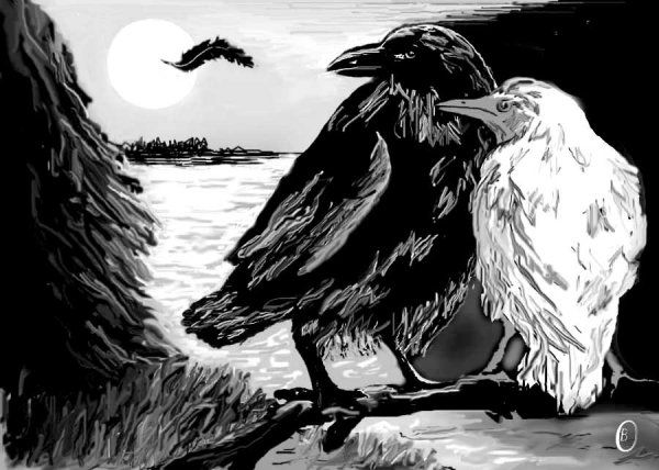 Белый ворон