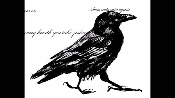 Ворон черно белый