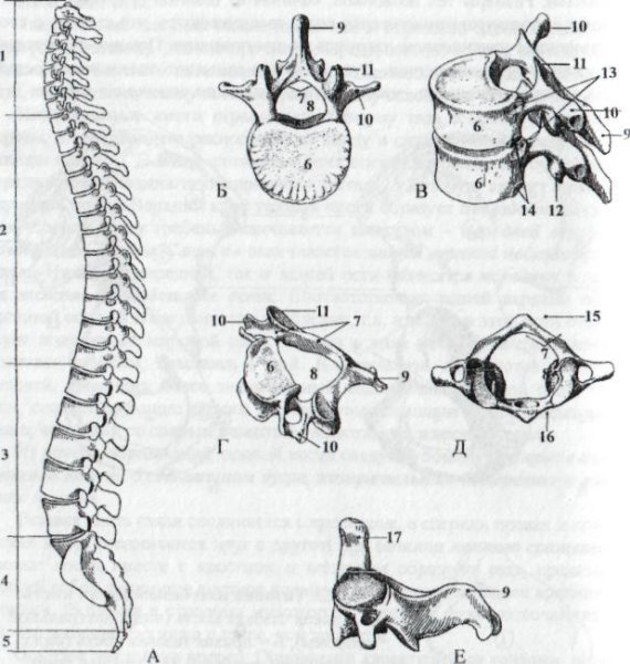 Позвоночный столб анатомия 1 позвонок