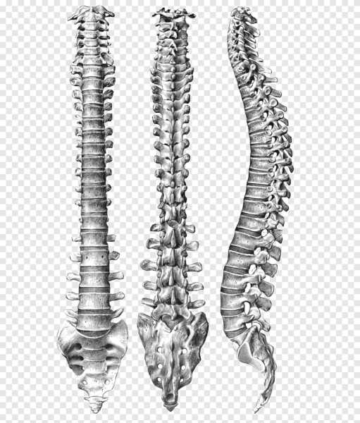 Анатомия Синельников позвоночник