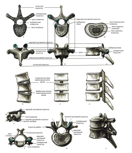 Анатомия Баммес позвоночник