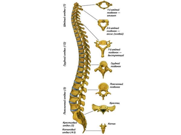 Отделы позвоночника биология 8 класс