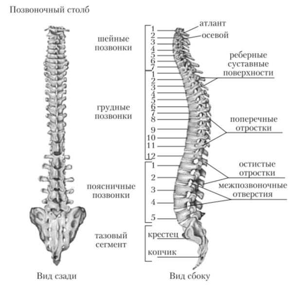 Отделы позвоночного столба анатомия