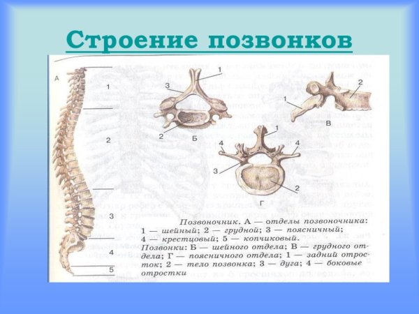 Строение кости позвоночника поясничный отдел