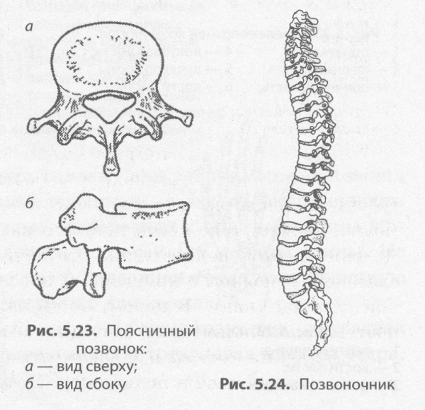 Строение поясничного позвонка человека