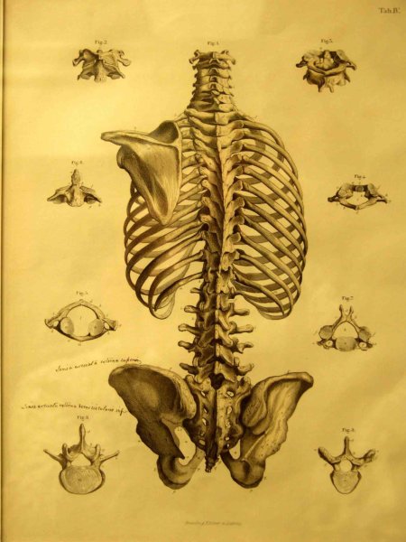 Леонардо да Винчи позвоночник