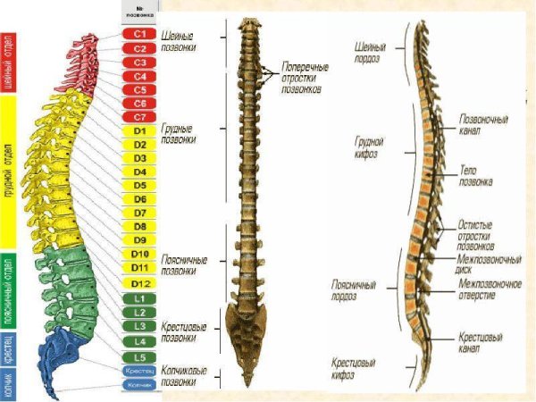Позвоночный столб анатомия строение