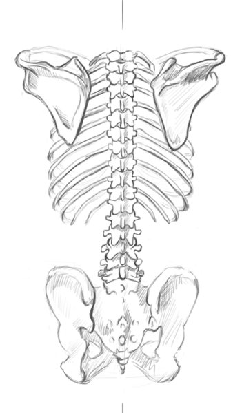 Скелет поясницы человека сзади