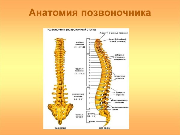 Позвоночный столб анатомия на латыни