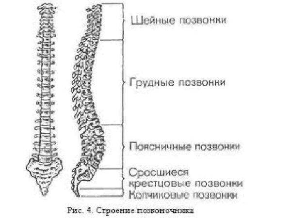 Отделы позвоночного столба человека схема