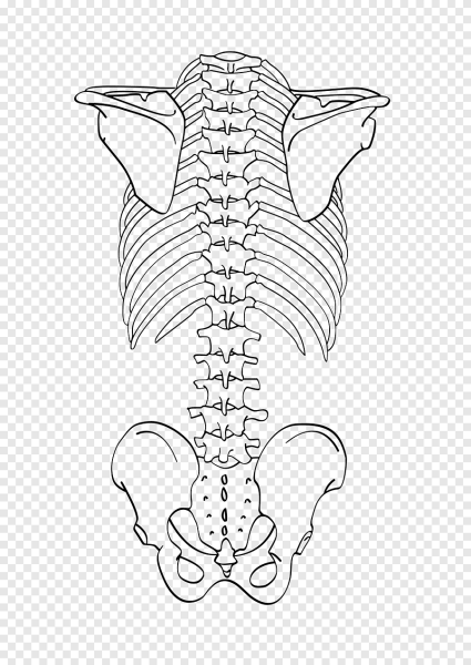 Скелет человека позвоночник сзади