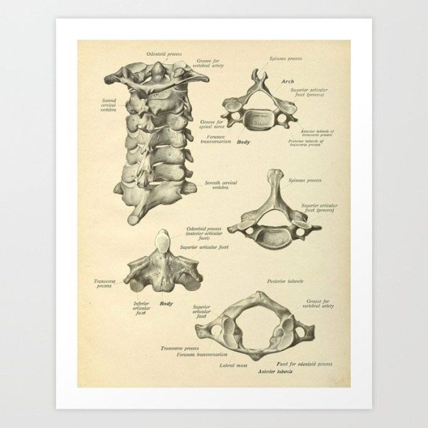 Шейный позвонок анатомия рисунок