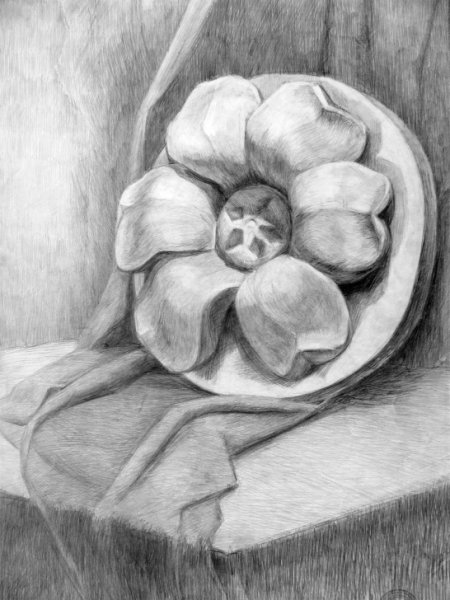 Академический рисунок гипсовая розетка