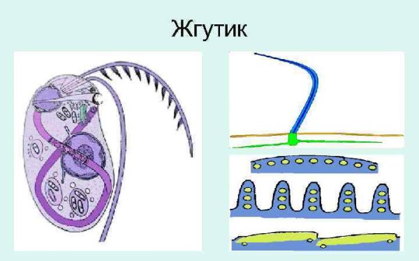 Рисунок ресничек и жгутиков в клетке