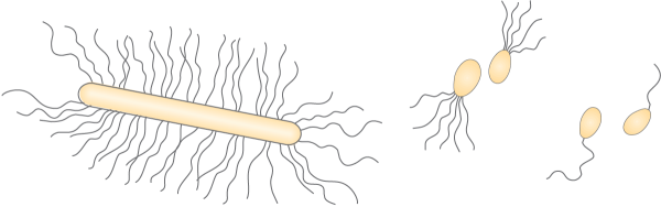 Жгутики бактериальной клетки