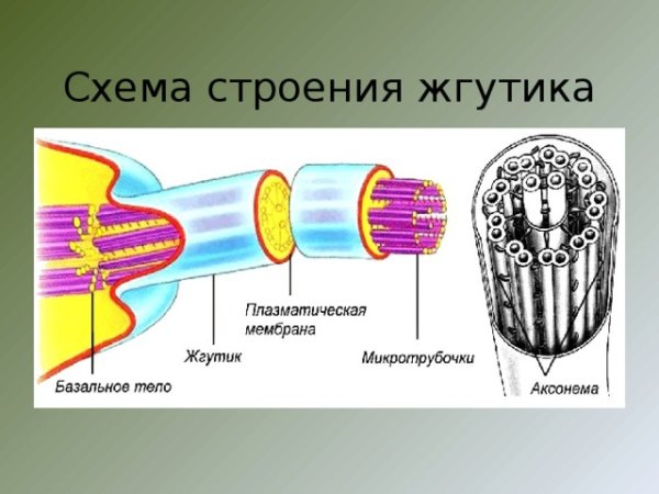 Строение ресничек и жгутиков в клетке