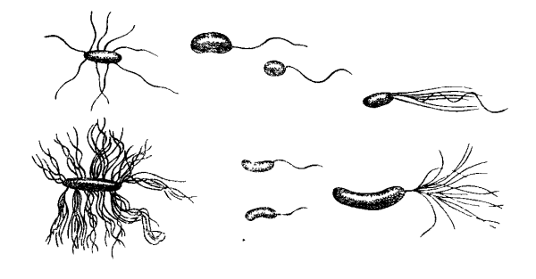 Жгутики бактериальной клетки