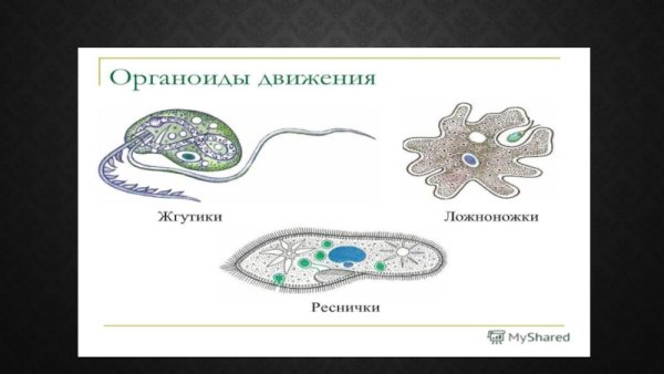Органоиды движения клетки