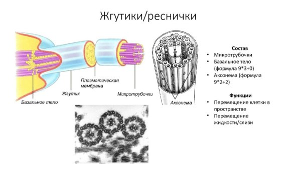 Строение ресничек и жгутиков в клетке