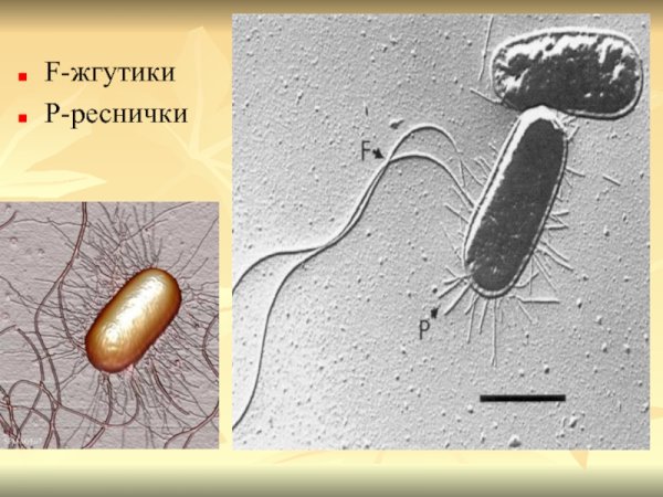 Бактерии со жгутиками и ресничками