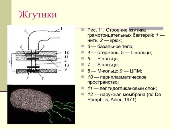 Строение жгутика грамотрицательных бактерий