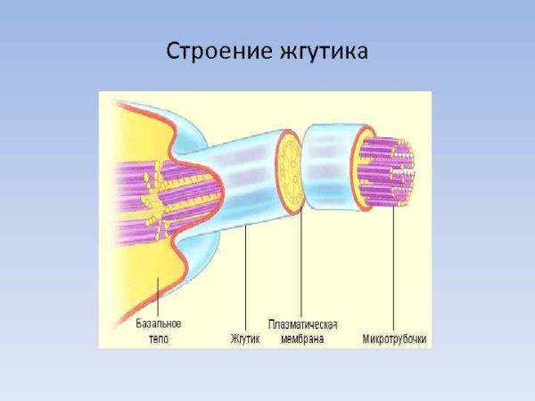 Строение жгутика