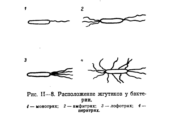 Строение микроорганизмов по расположению жгутиков