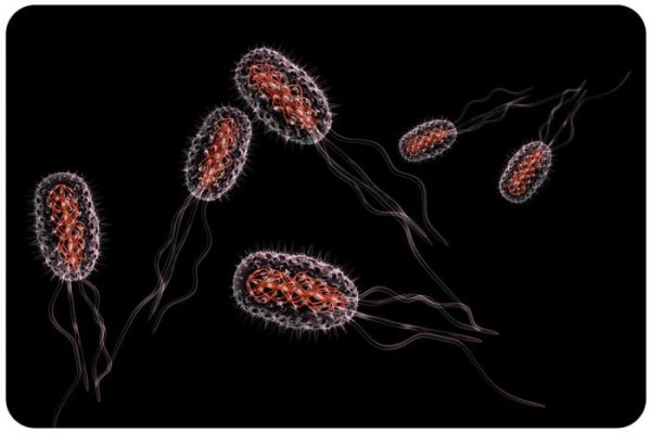 Бактерии со жгутиками и ресничками