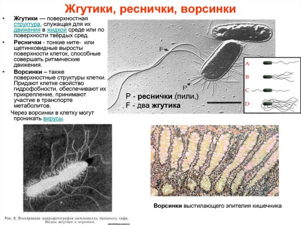 Реснички строение микробиология