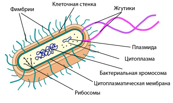 Схема строения бактериальной клетки микробиология
