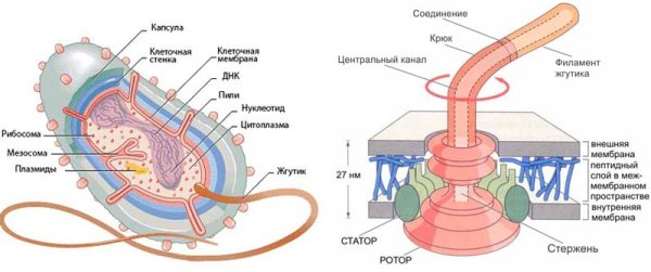 Схема строения жгутика бактерий
