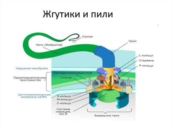 Строение жгутиков