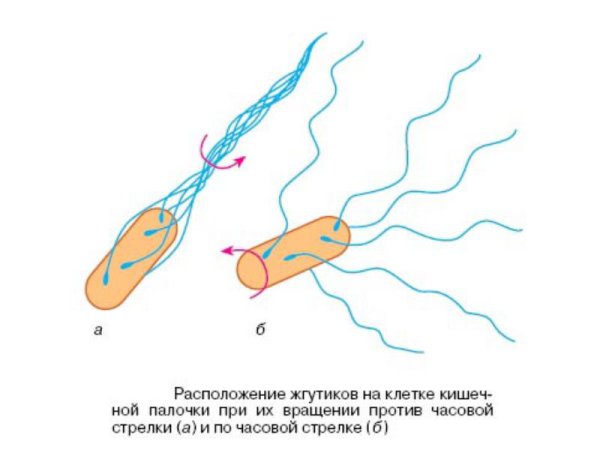 Кишечная палочка жгутики