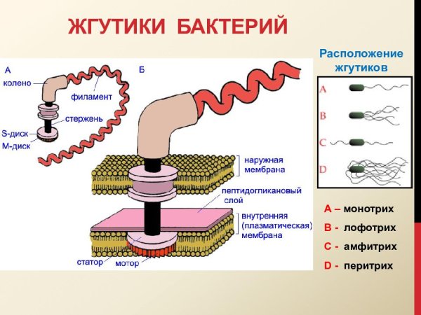 Строение жгутика грамположительных бактерий