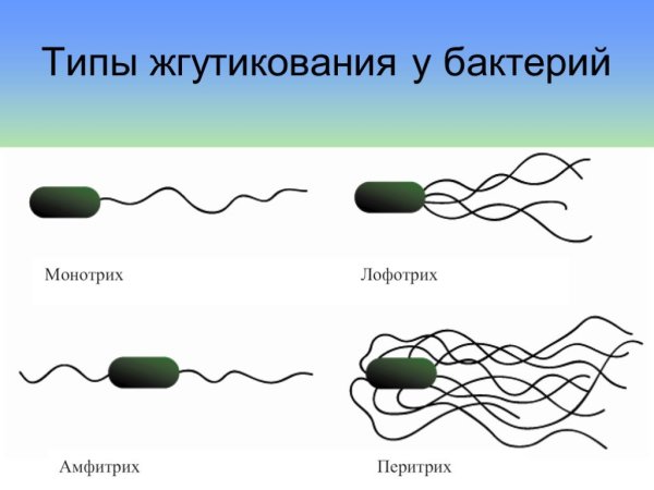 Жгутики у бактерий монотрихи