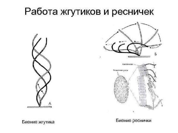 Строение ресничек и жгутиков