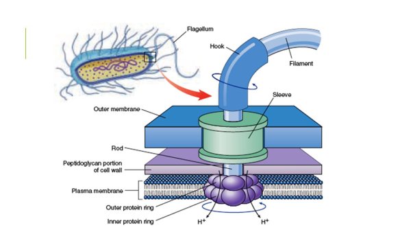 Строение жгутика бактериальной клетки