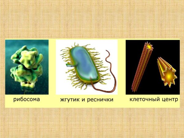 Механизм движения жгутиков у бактерий